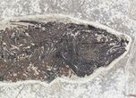 Mioplosus Fossil Fish - Wyoming #20836-2